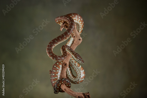 Snake python on a branch © Lana Polyakova
