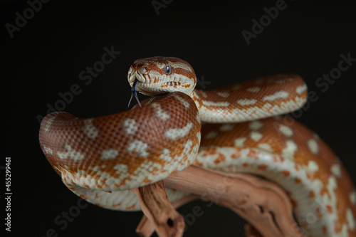 Snake python on a branch