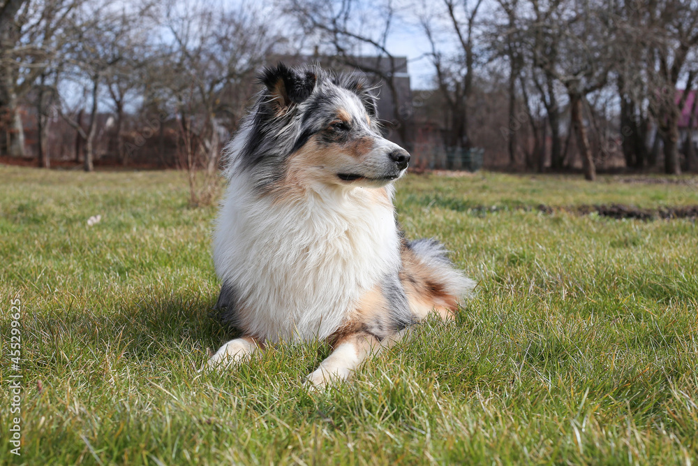 Blue Merle Shetland Sheepdog sitting in garden grass on a warm spring day. Blue Merle Shetland Sheepdog sitting in garden grass on a warm spring day.