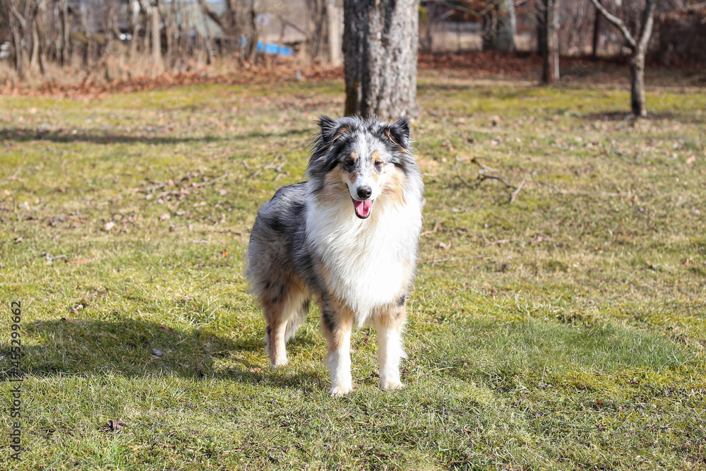 Tri color blue merle shetland sheepdog sheltie standing in garden grass. Tri color blue merle shetland sheepdog sheltie standing in garden grass.
