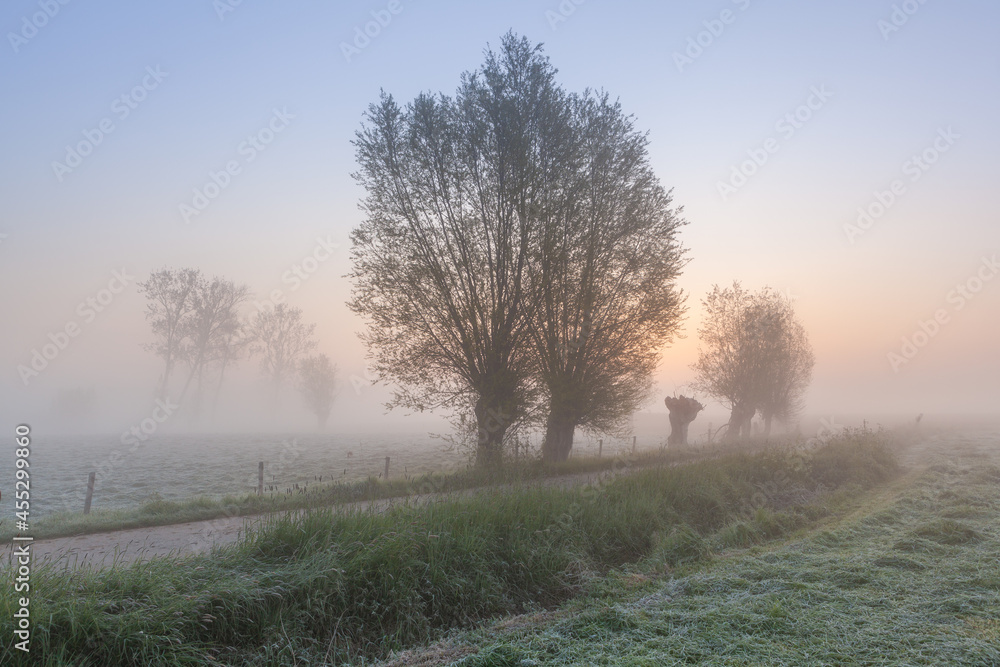 Fototapeta premium Trees in a field at a foggy sunrise