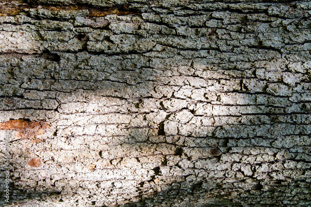 Tree Bark Seamless Texture Background Tree Bark Seamless Texture Background