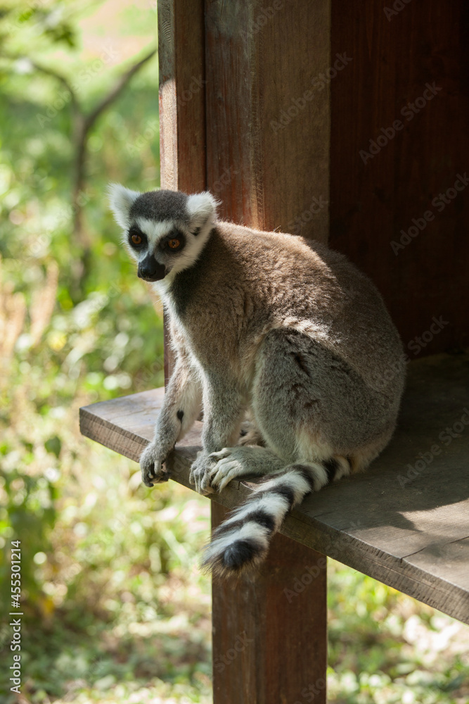 Obraz premium Lémurien perché sur le rebord de son abri dans un parc zoologique