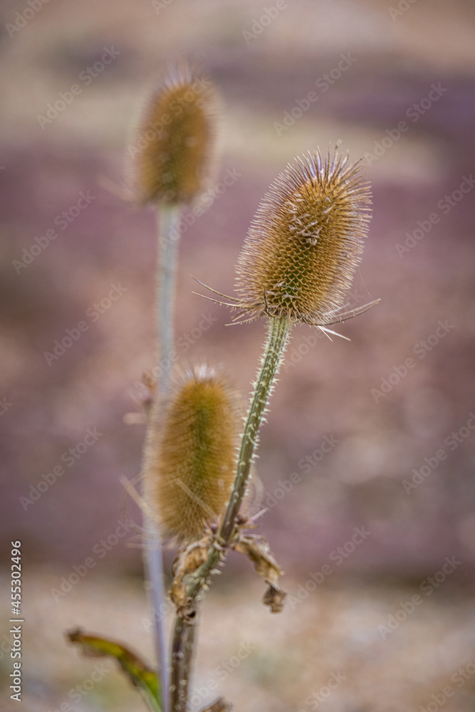 Close-up of three thistles Close-up of three thistles