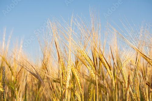 barley nature backgrounds on blue sky