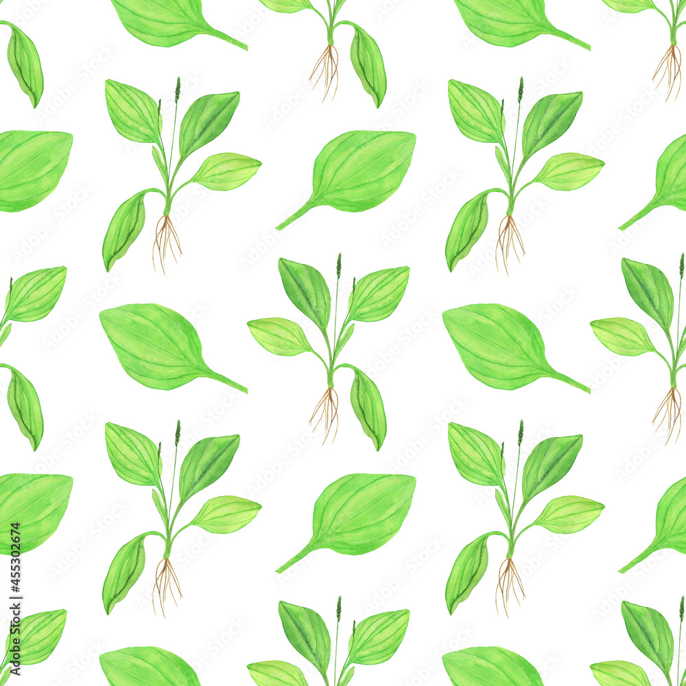 Plantain plant and leaf in seamless pattern on white background. Watercolor hand drawing illustration. Perfect for herbal backdrop, textile, digital paper.