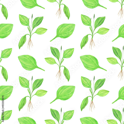 Plantain plant and leaf in seamless pattern on white background. Watercolor hand drawing illustration. Perfect for herbal backdrop, textile, digital paper.