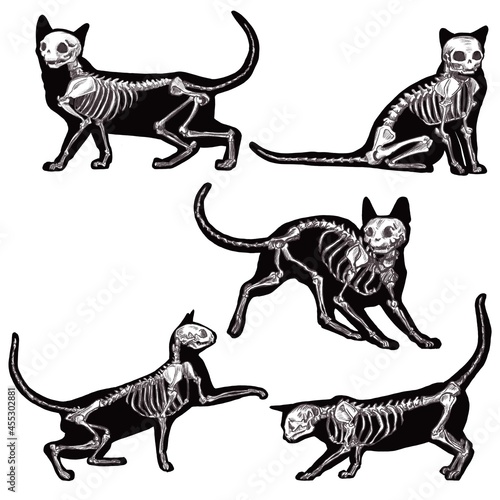 Photography Halloween set with silhouettes of cats skeletons