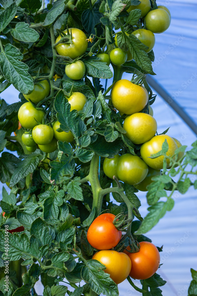green and red vine tomatoes