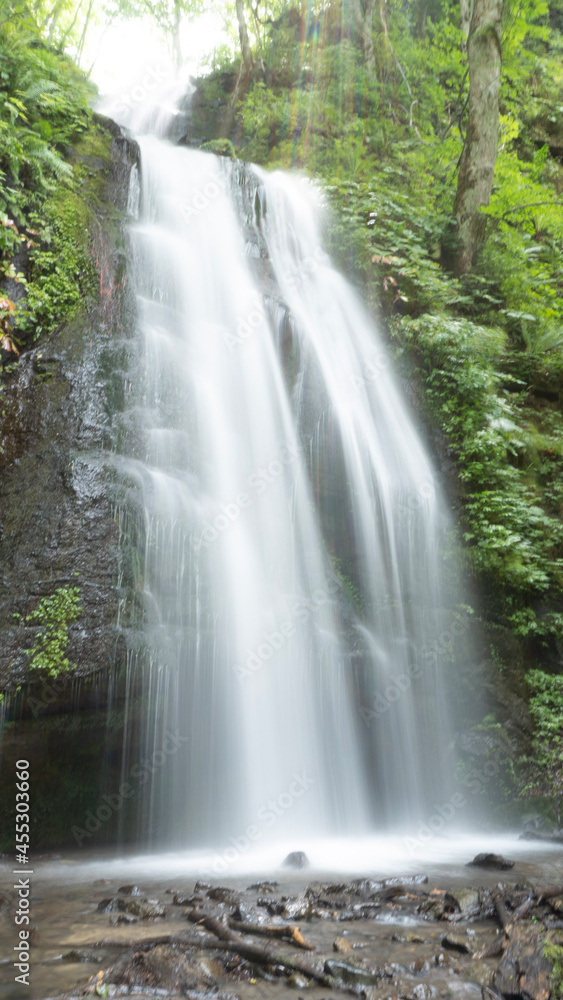 Obraz premium waterfall in the forest