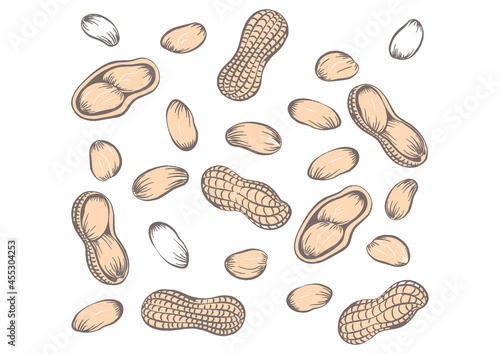 Seamless pattern peanuts drawn by hand. Vector illustration of peanut in nutshell and without it. Peanut, groundnut on a white background.