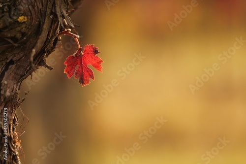 foglia di vite in autunno photo