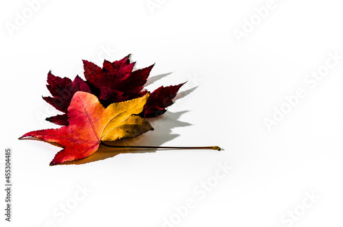 Autumn dry leaf fallen from tree on white background