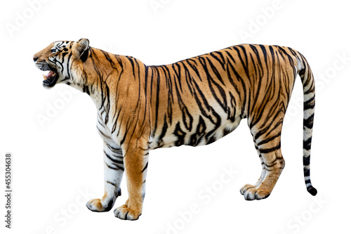tiger White background Isolate full body