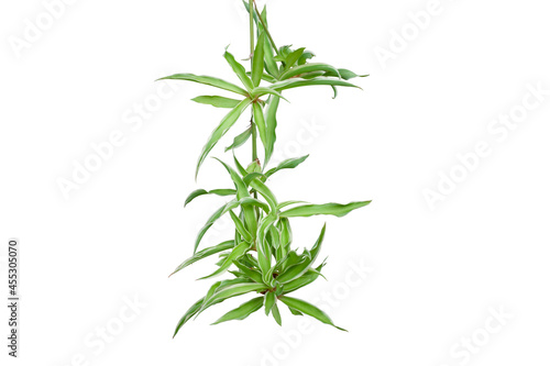 Apomixis of Spider Plant or Chlorophytum bichetii (Karrer) Backer can be planted as a new tree isolated on white background included clipping path.