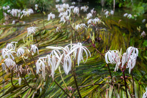 Onion plant, Thai onion plant, Water onion