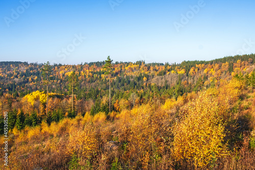 Landscape view at a forest in beautiful autumn colours