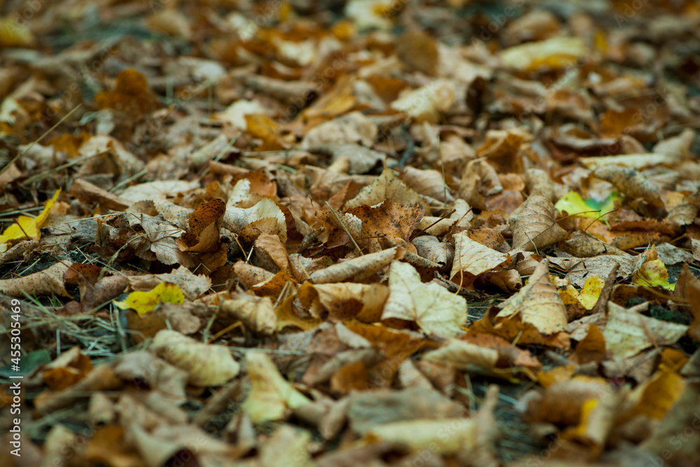 Dry leaves on the ground in a beautiful autumn forest. autumn background, fallen leaves in a forest or park. Grove. walk in the fresh air. selective soft focus. autumn colors, beautiful season