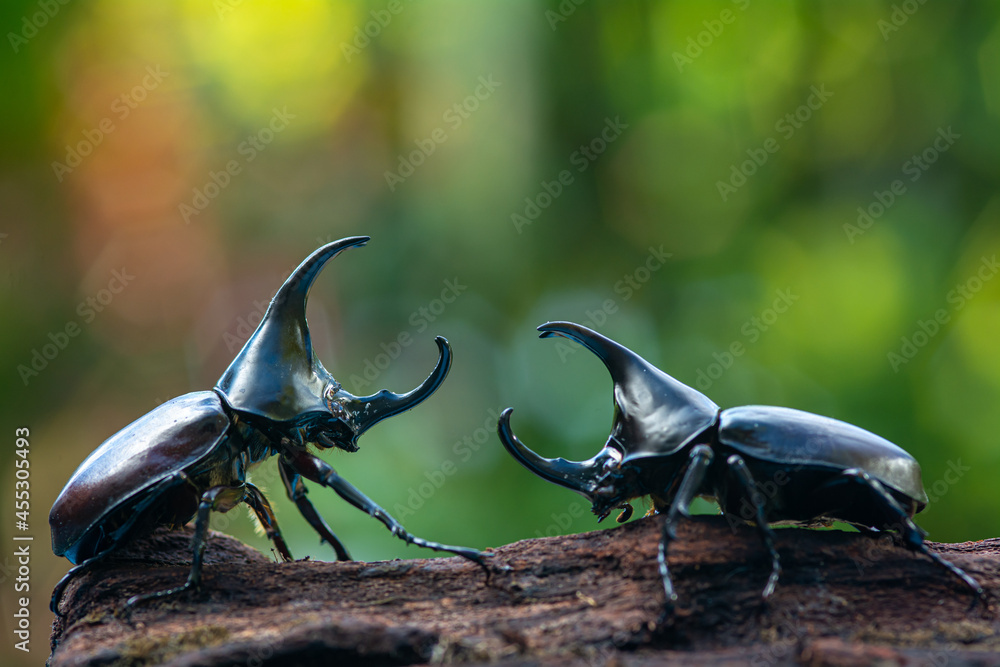 Siamese rhinoceros beetle, Fighting beetle - obrazy, fototapety, plakaty 