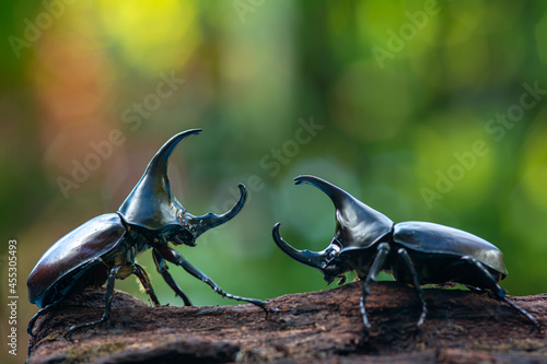 Tableau sur toile Siamese rhinoceros beetle, Fighting beetle