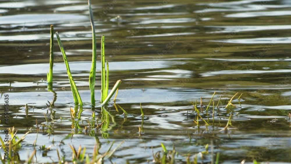 Calm relaxing background, tropical leaf submerged in exotic water, water waving slowly and reflecting plants, rainforest ecology concept Calm relaxing background, tropical leaf submerged in exotic water, water waving slowly and reflecting plants, rainforest ecology concept