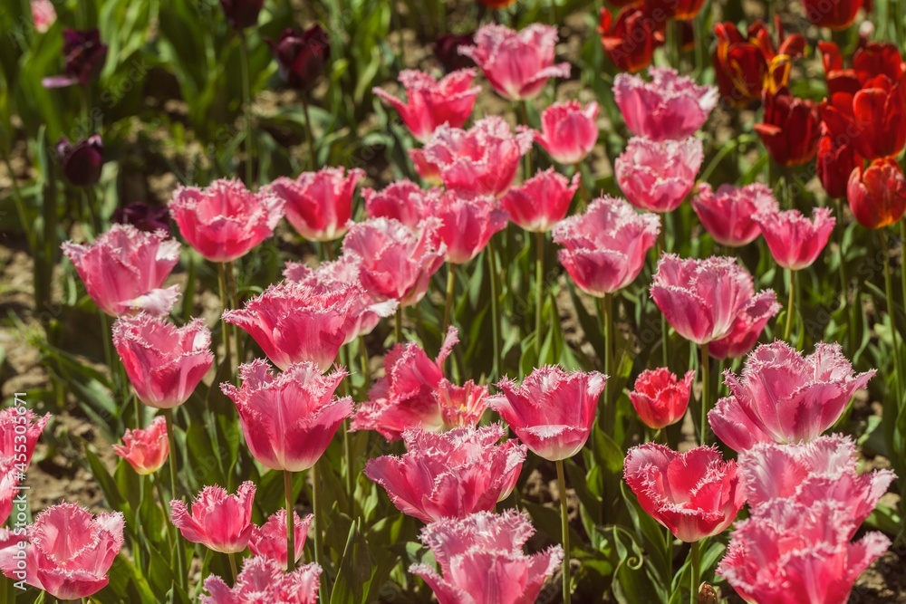 Fototapeta premium tulips garden