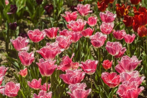 tulips garden © BillionPhotos.com