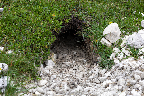Photography marmot lair on Dolomites mountains. Alps, Alleghe, Italy