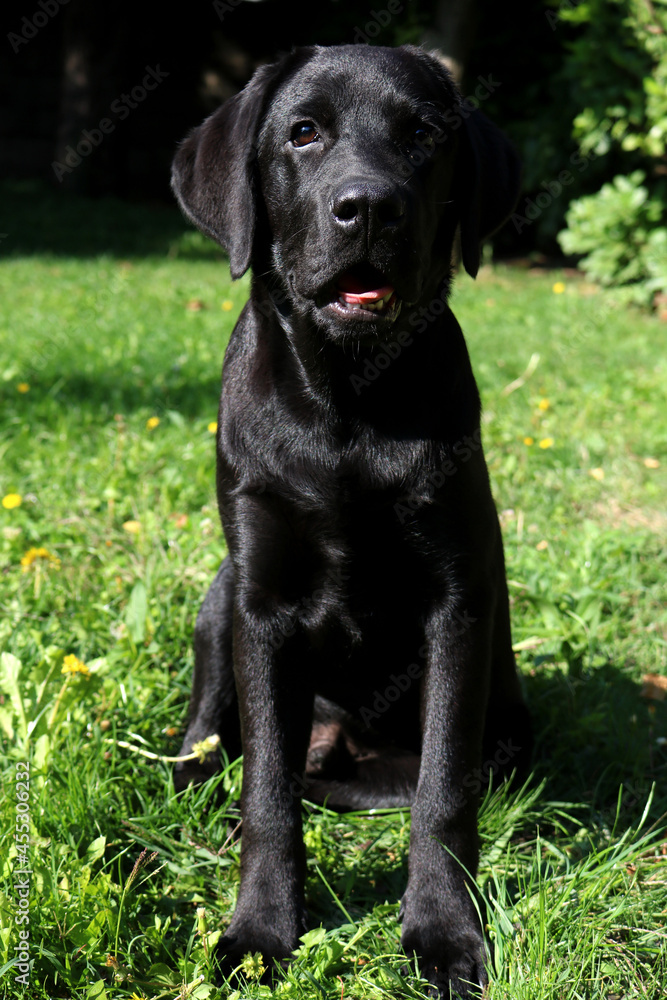 Black Labrador retriever puppy in the garden
