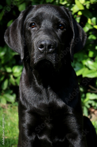 Black Labrador retriever puppy in the garden 