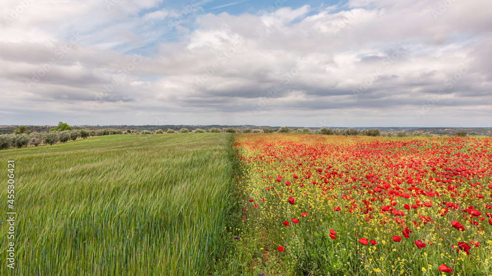 Poppies in the countryside in summer with cloudy sky