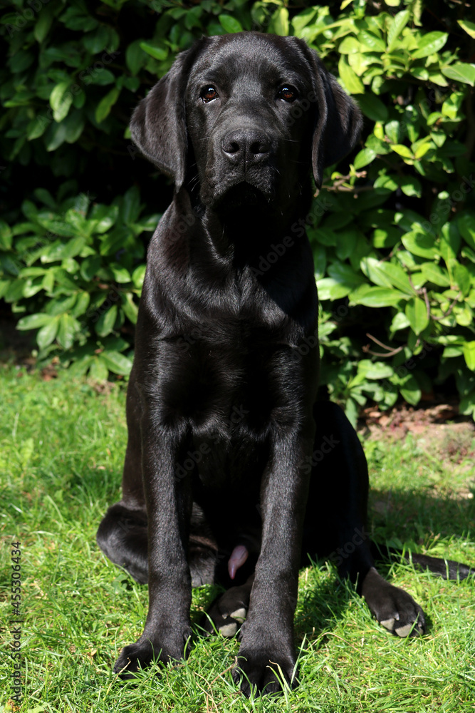 Black Labrador retriever puppy in the garden
Black Labrador retriever puppy in the garden