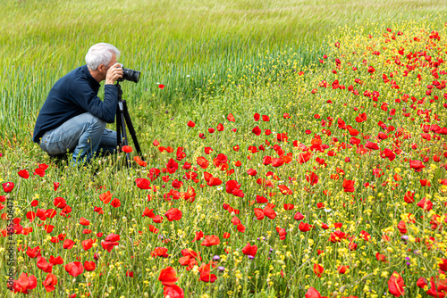 Photographing summer poppy field