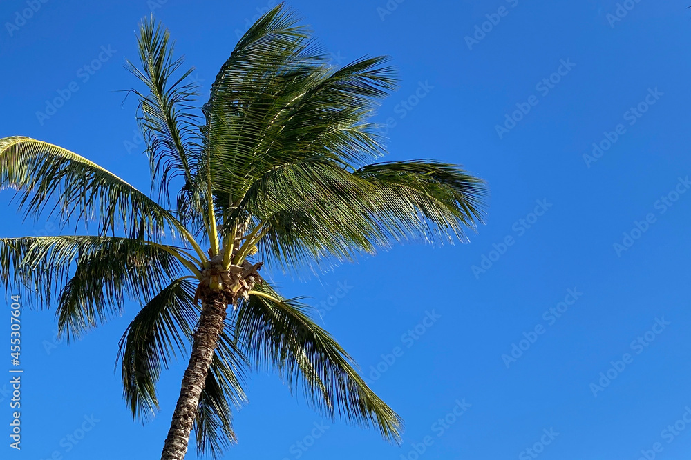 Tropical background image with copy space featuring blue sky and palm tree. Tropical background image with copy space featuring blue sky and palm tree.