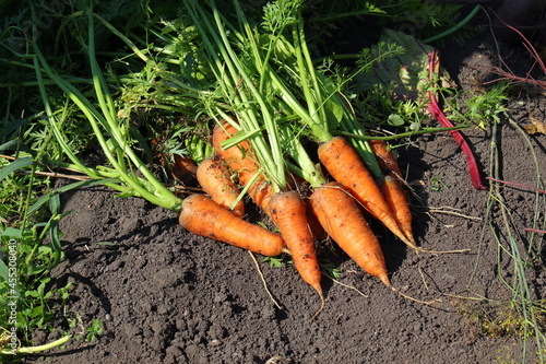 A fresh crop of carrots lay on the ground.
