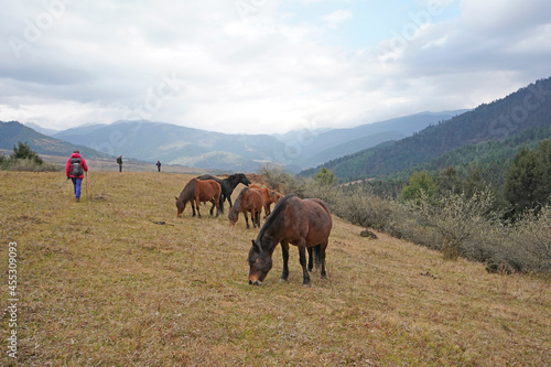 Hikers and horses, Tang Valley, Bhutan 