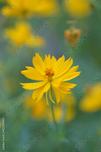 Macro texture of Yellow Cosmos flowers in nature