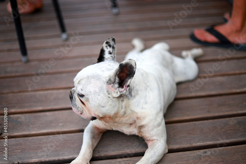 dog chilling on the floor