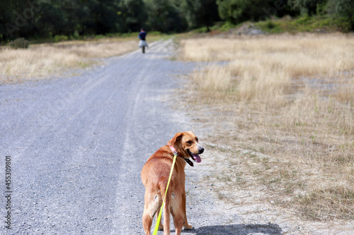 person walking dog in the wild