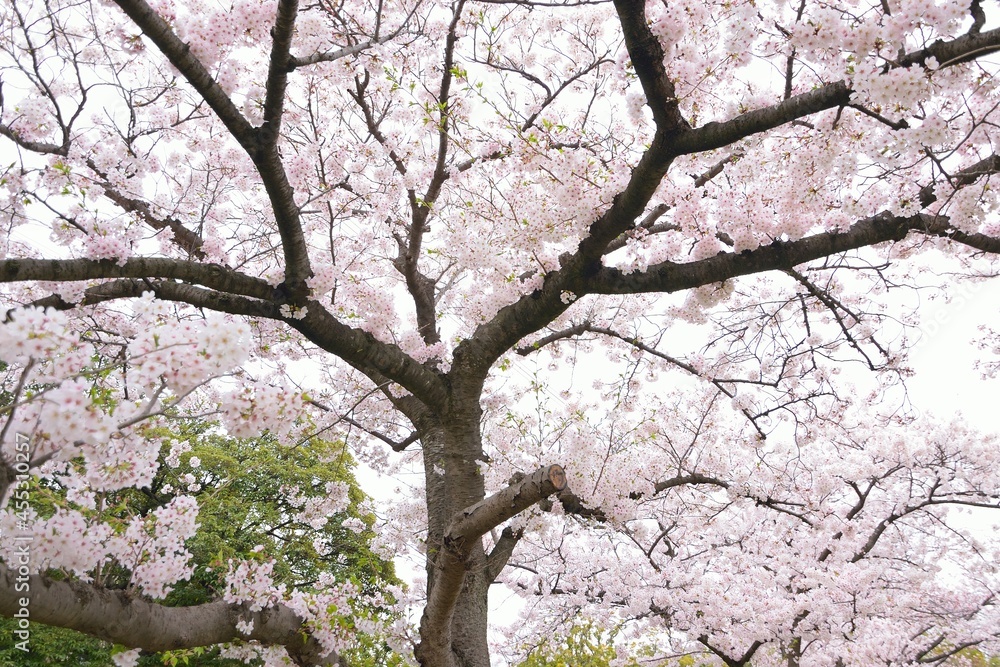 Landscape of Japanese White Cherry Blossoms in wide angle Landscape of Japanese White Cherry Blossoms in wide angle