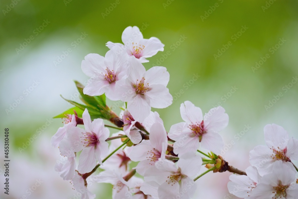 Macro details of Japanese White Yoshino Cherry Blossoms in sunshine