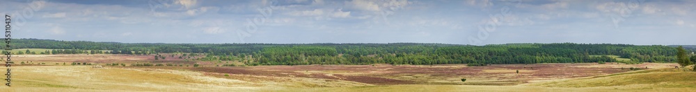 Wide panorama of the Luneburger Heide with patches of blooming heather