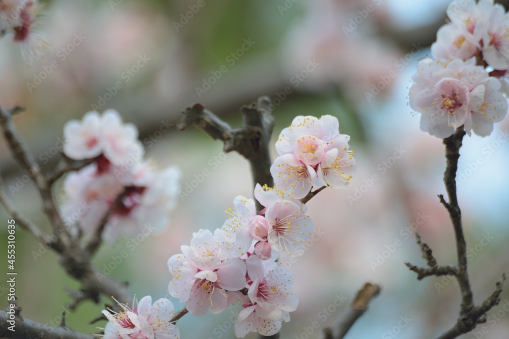 Macro details of White Plum blossom branches in Japan Macro details of White Plum blossom branches in Japan