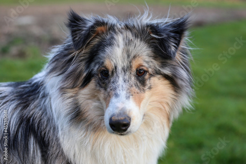 Close-up portrait photo of blue mersle sheltand sheepdog.