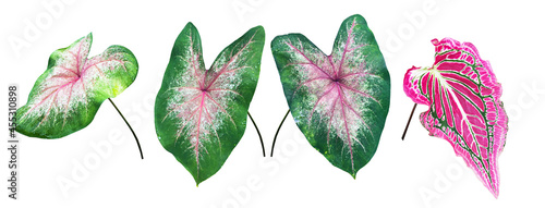 Isolated heart of Jesus leaf or caladium bicolor leaf with clipping paths. photo