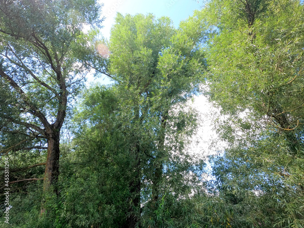 Fototapeta premium green forest in the morning