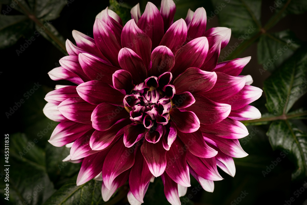 Fototapeta premium Beautiful flower Dahlia blooming. Top view of blossom big flower Dahlia on green leaves background.