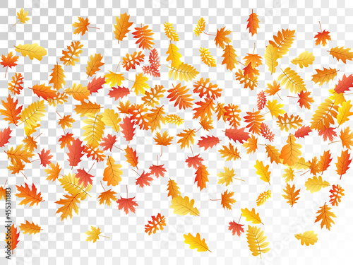 Oak, maple, wild ash rowan leaves vector, autumn foliage on transparent background.