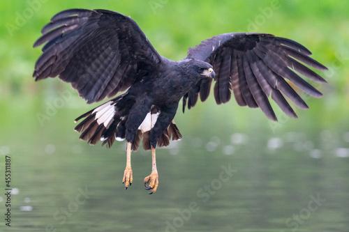 The Great black hawk (Buteogallus urubitinga) photo