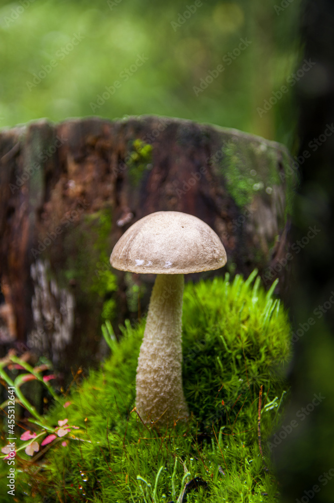 Young gray birch bolete mushroom growing in different amazing species of moss between two stumps in a light autumn Latvian forest Young gray birch bolete mushroom growing in different amazing species of moss between two stumps in a light autumn Latvian forest